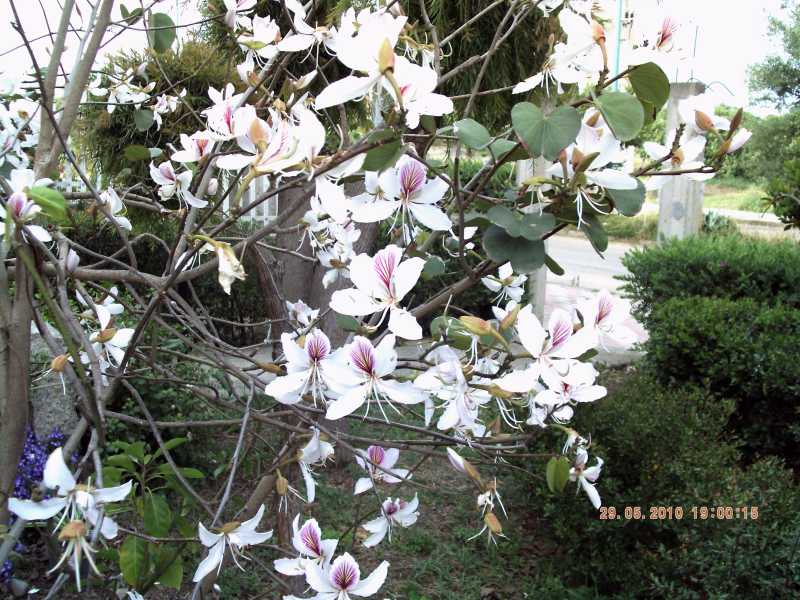 Bauhinia